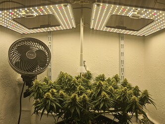 Growreport Bild 94