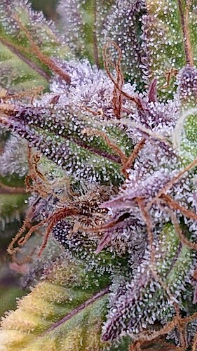 Growreport Bild 26