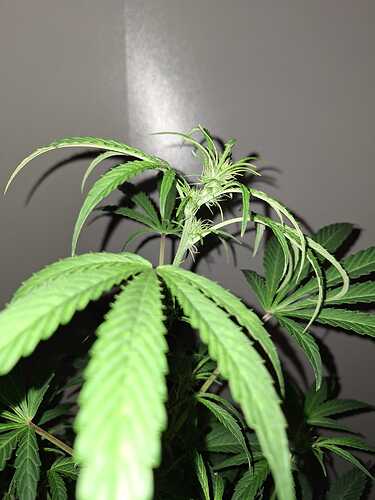 IMG-20240212-WA0001