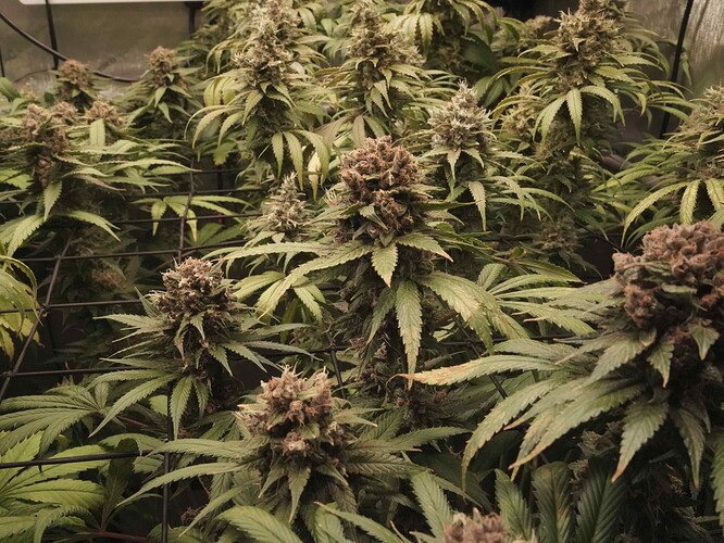 Growreport Bild 16