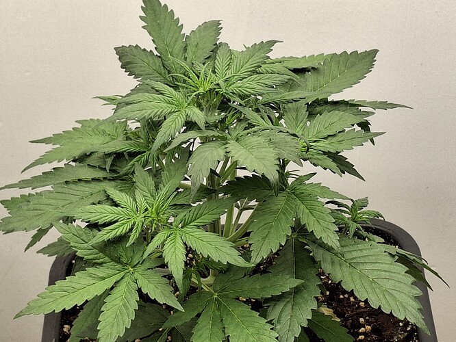 Growreport Bild 51