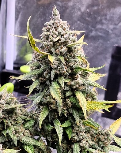 Growreport Bild 37