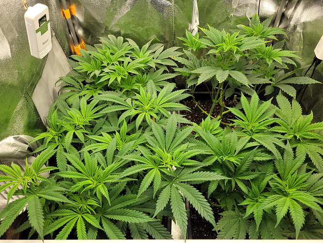 Growreport Bild 8