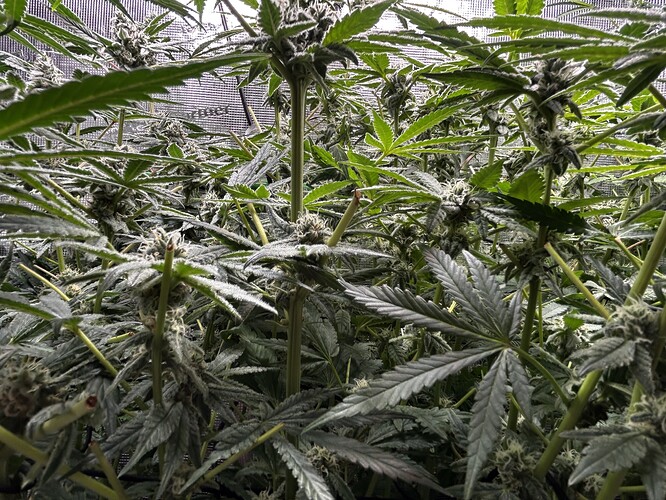 Growreport Bild 18