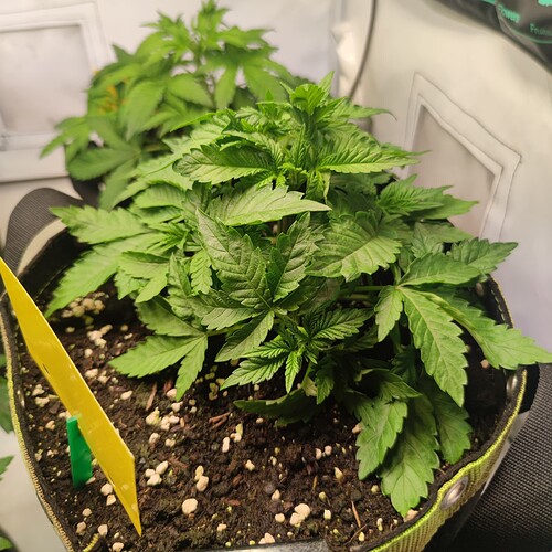 Growreport Bild 3
