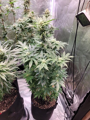 Growreport Bild 6