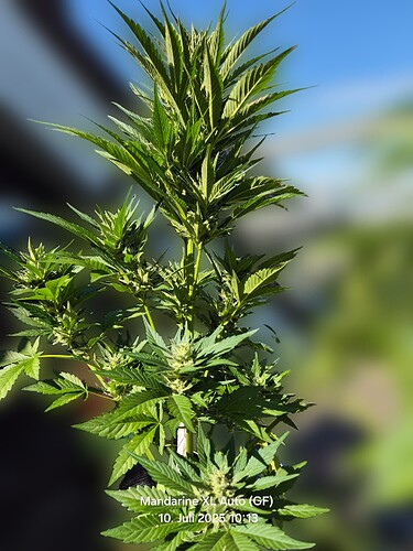 Mandarine XL Auto (Ganja Farmer)