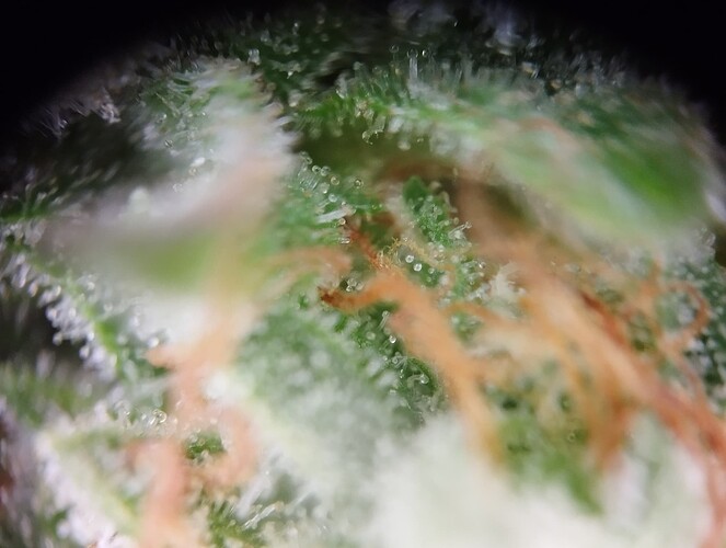 Growreport Bild 5