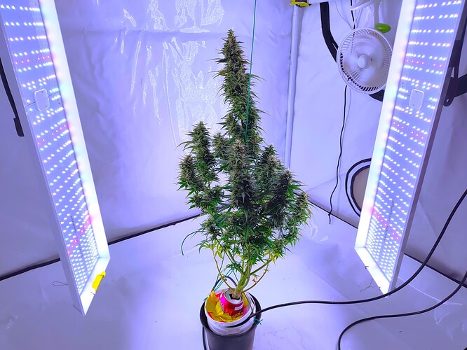 Growreport Bild 3