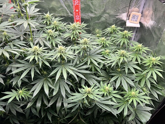 Nahaufnahme einer Cannabis-Pflanze in der frühen Blütephase in einem Growzelt, mit einem Hygrometer und einem Messstab im Hintergrund.