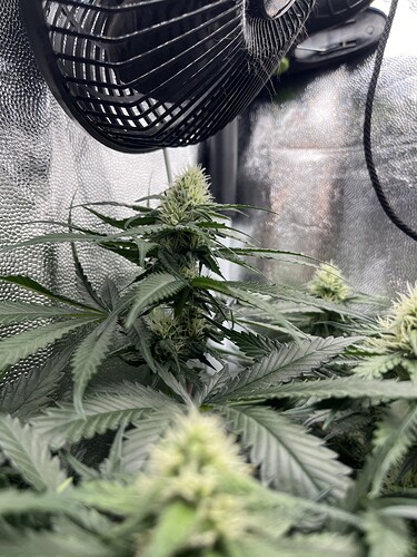 Growreport Bild 4