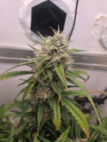 Growreport Bild 9