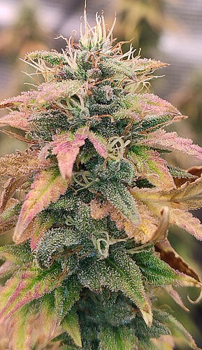 Growreport Bild 15