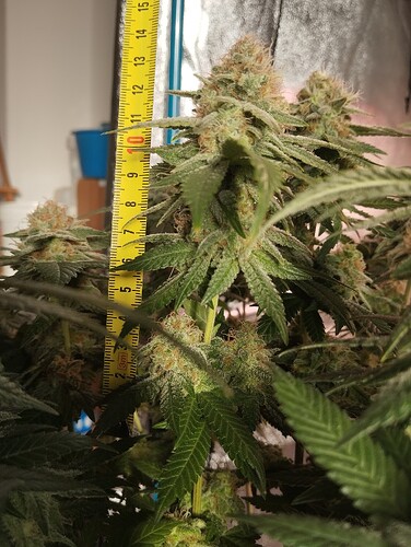 IMG_20250303_162838 - Kopie