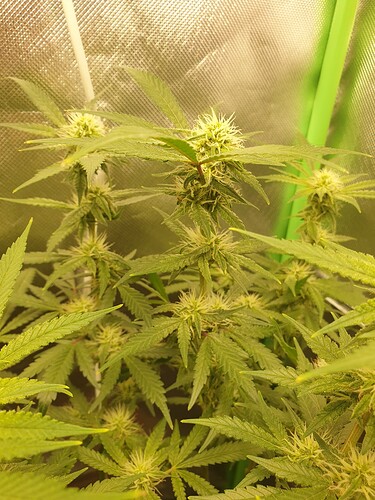 Growreport Bild 3