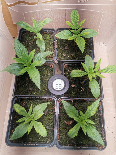 Lucky Hemp LT9