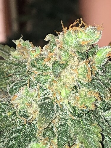 Growreport Bild 1