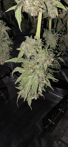 Growreport Bild 43