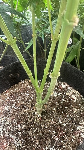 Growreport Bild 17