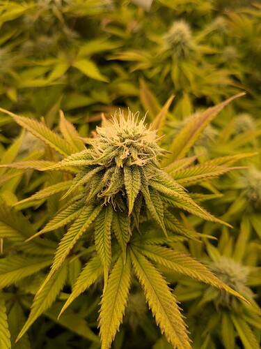 PXL_20240620_093004089