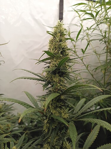 Growreport Bild 38