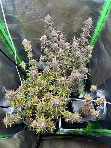 Growreport Bild 11