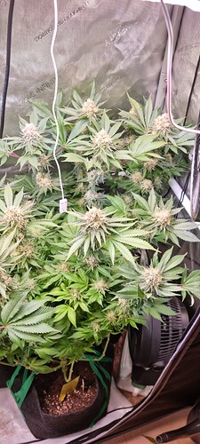 Growreport Bild 32
