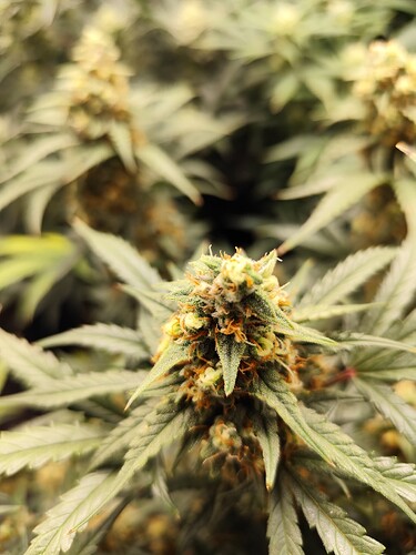 Growreport Bild 3