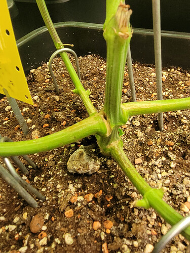 Growreport Bild 4