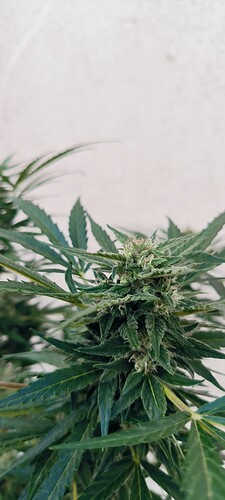 Growreport Bild 5