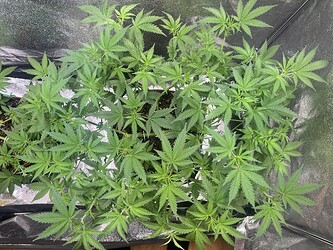Growreport Bild 8
