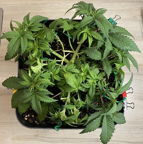 Growreport Bild 34