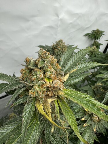 Growreport Bild 8