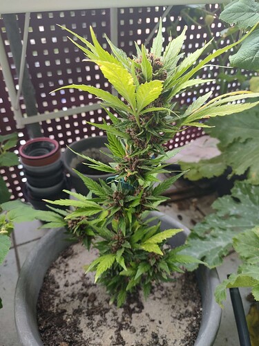 Growreport Bild 1