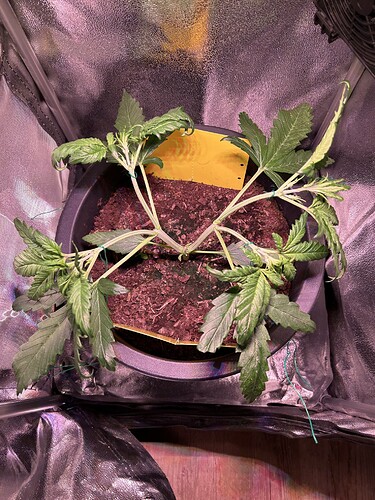 Growreport Bild 1