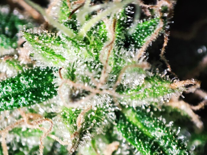 Growreport Bild 43