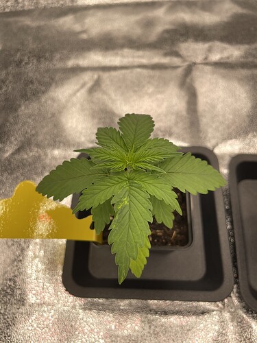 Growreport Bild 36
