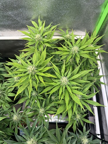 Growreport Bild 1