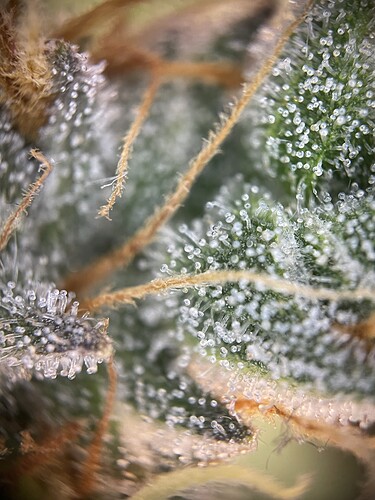 Growreport Bild 16