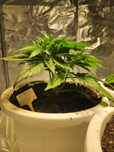 Growreport Bild 5
