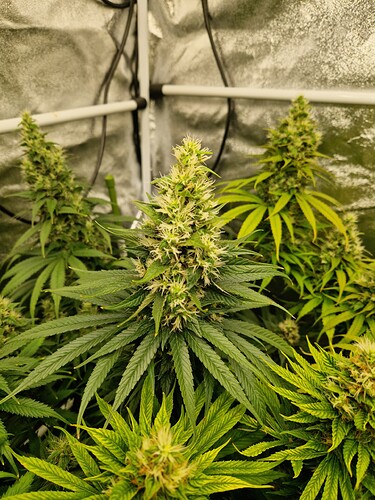 Growreport Bild 5