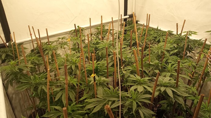 Growreport Bild 1