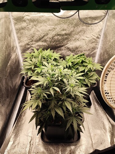 Growreport Bild 1