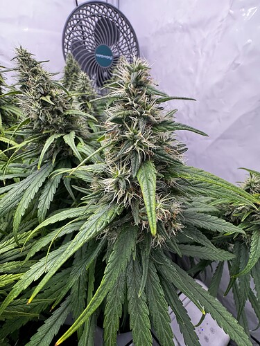 Growreport Bild 2