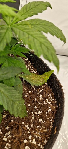 Growreport Bild 21