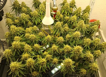 Growreport Bild 121