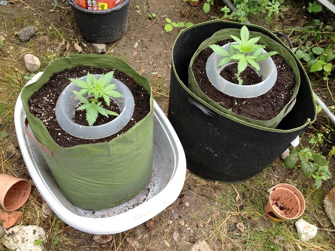 Growreport Bild 3