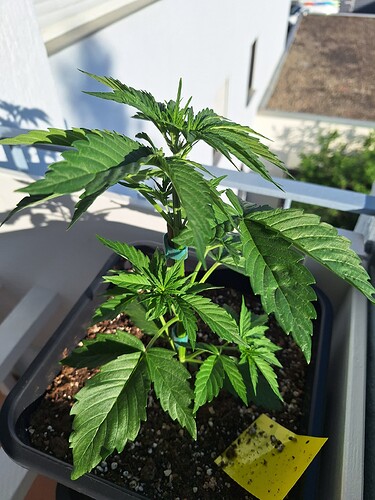 Growreport Bild 16