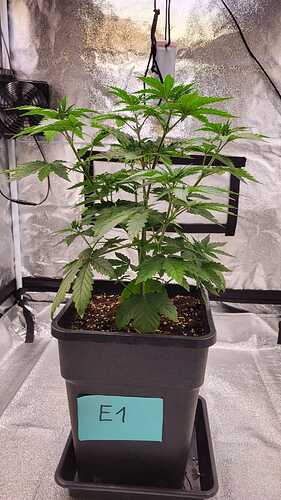 Growreport Bild 3