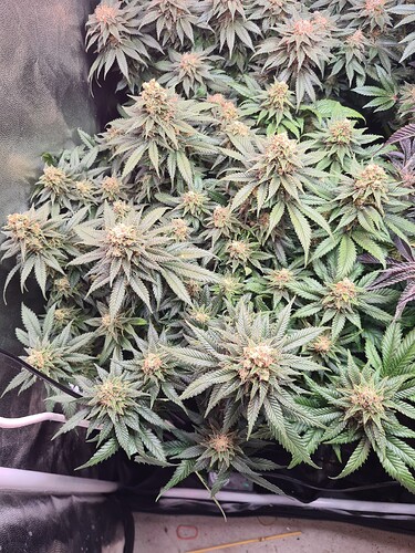 Growreport Bild 8